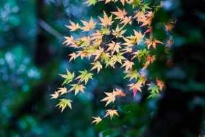 紅葉の写真