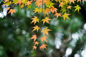紅葉の写真