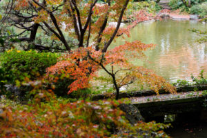 紅葉の写真