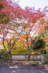紅葉の写真