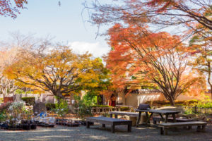 紅葉の写真