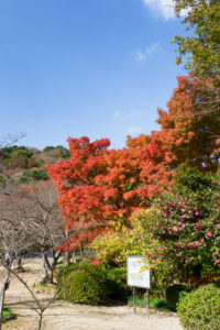 紅葉の写真