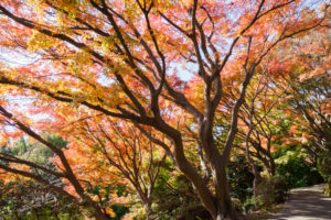 紅葉の写真