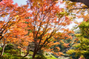 紅葉の写真