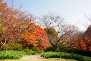 紅葉の写真