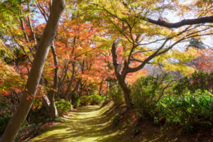 紅葉の写真