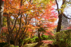 紅葉の写真