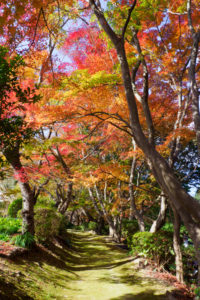 紅葉の写真