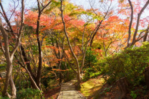 紅葉の写真