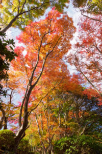 紅葉の写真