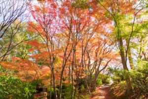紅葉の写真