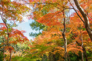 紅葉の写真