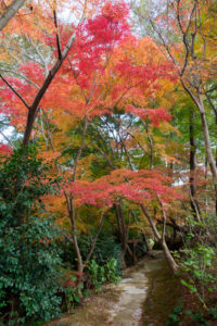 紅葉の写真