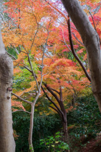 紅葉の写真