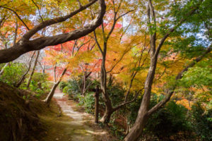 紅葉の写真