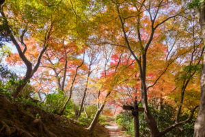 紅葉の写真
