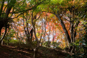 紅葉の写真