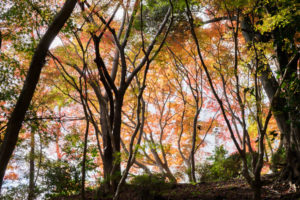 紅葉の写真