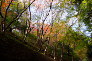 紅葉の写真