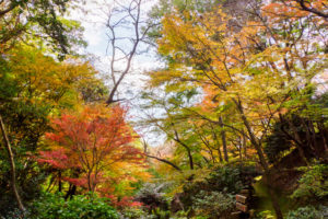 紅葉の写真