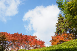 紅葉の写真