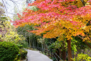 紅葉の写真