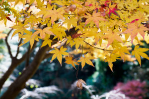 紅葉の写真