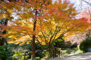 紅葉の写真