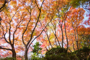 紅葉の写真