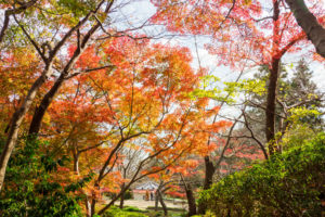 紅葉の写真