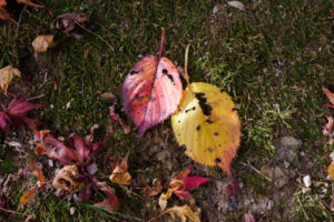 紅葉の写真