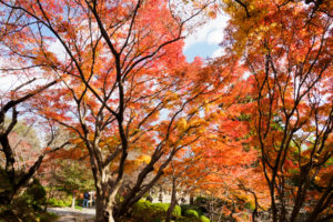 紅葉の写真