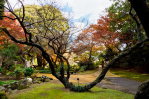 紅葉の写真