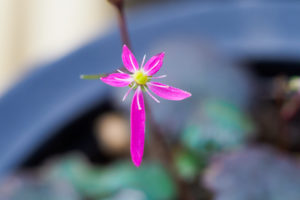 季節の花の写真