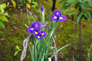 季節の花の写真