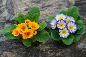 季節の花の写真