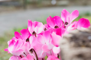 季節の花の写真