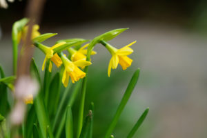 季節の花の写真