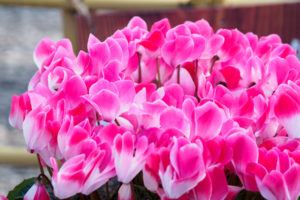 季節の花の写真