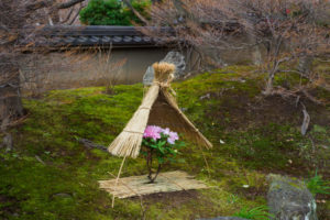 ぼたんの写真