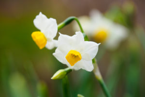 季節の花の写真