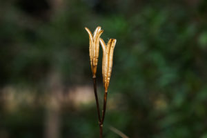 季節の花の写真