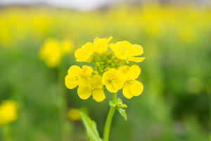 菜の花の写真