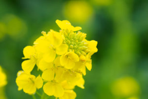 菜の花の写真