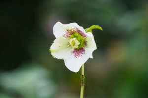 クリスマスローズの写真