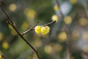 季節の花の写真