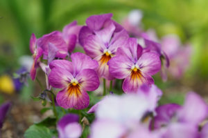 季節の花の写真