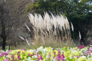 季節の花の写真