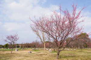 梅の写真