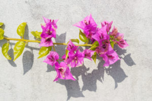 季節の花の写真